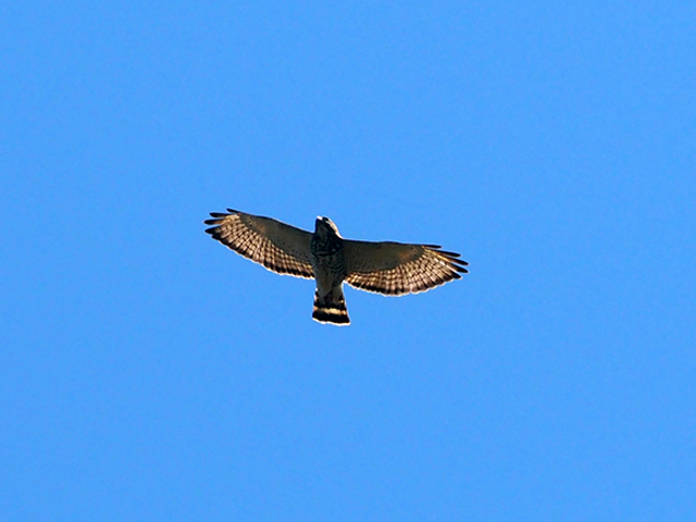 Broad-winged Hawk by Simon Thompson